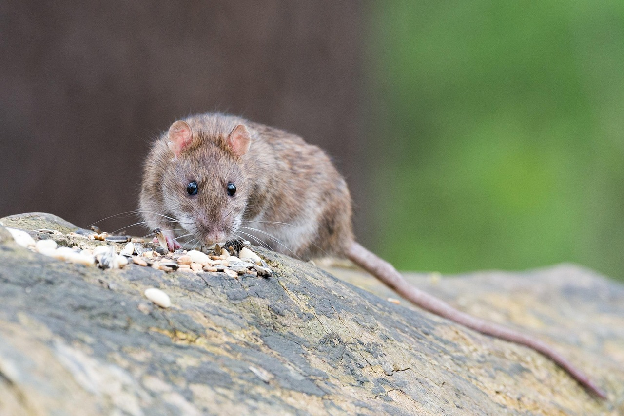 Ratten auf Berlins StraÃen werden zum wachsenden Problem.