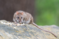 Millionen Ratten in Berlin
