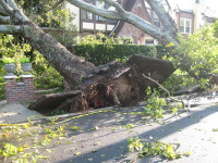 Sturmschäden an Bäumen und Gebäuden in Berlin